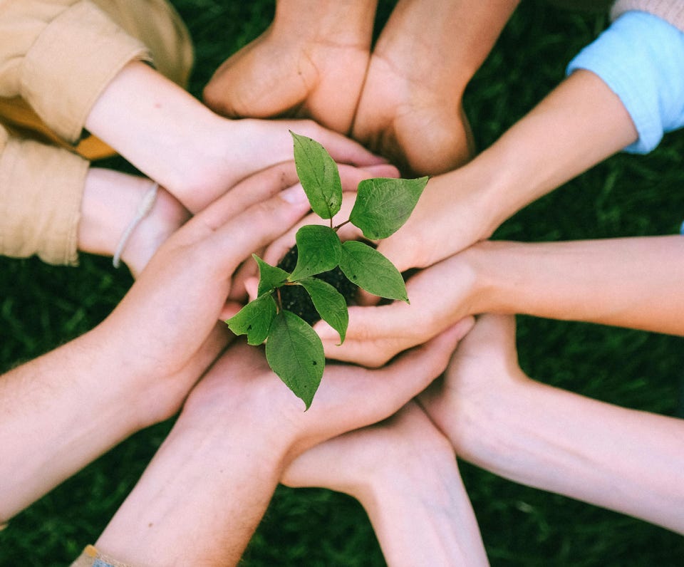 Hands united around a plant symbolizing teamwork and eco-friendly efforts outdoors.